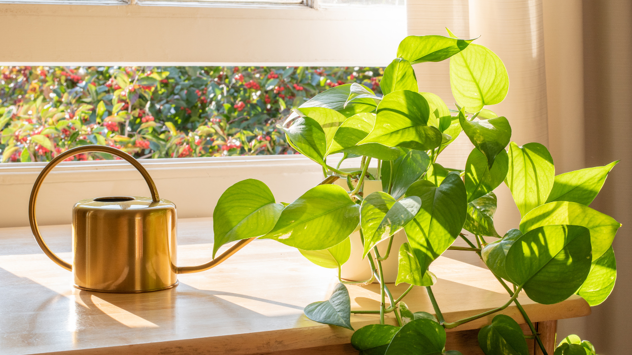 pothos near window in a bright sunlight