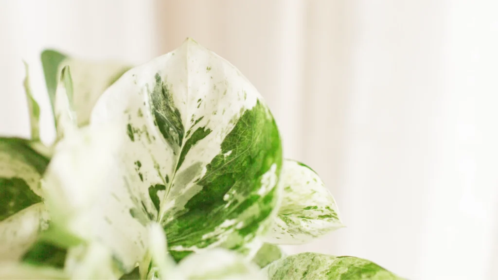 How to Care for Pothos: A Guide for Pothos Plant Care 6 Tropical 'Epipremnum Aureum N'Joy' pothos houseplant with white and green variegated leaves on white background