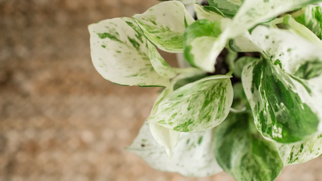 How to Care for Pothos: A Guide for Pothos Plant Care 7 Epipremnum aureum Pearls and Jade Pothos on wooden table
