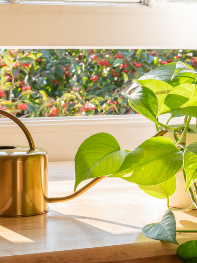 pothos near window in a bright sunlight