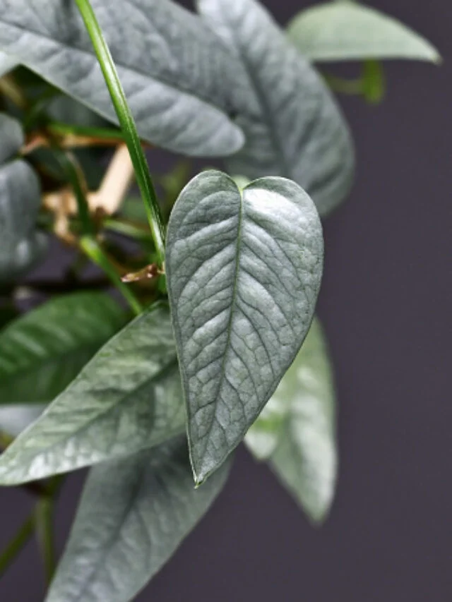 How to Care for Pothos: A Guide for Pothos Plant Care 8 Leaf of tropical 'Epipremnum Pinnatum Cebu Blue' houseplant