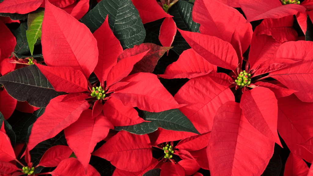 Why Are My Poinsettia Leaves Falling Off