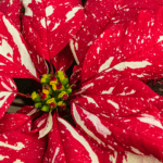 Why Are My Poinsettia Leaves Falling Off? 12