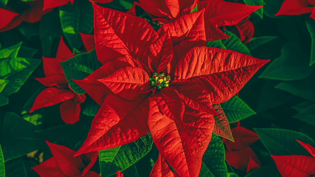 Why Are My Poinsettia Leaves Falling Off?