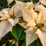 Why Are My Poinsettia Leaves Falling Off? 8 poinsettia leaf drop