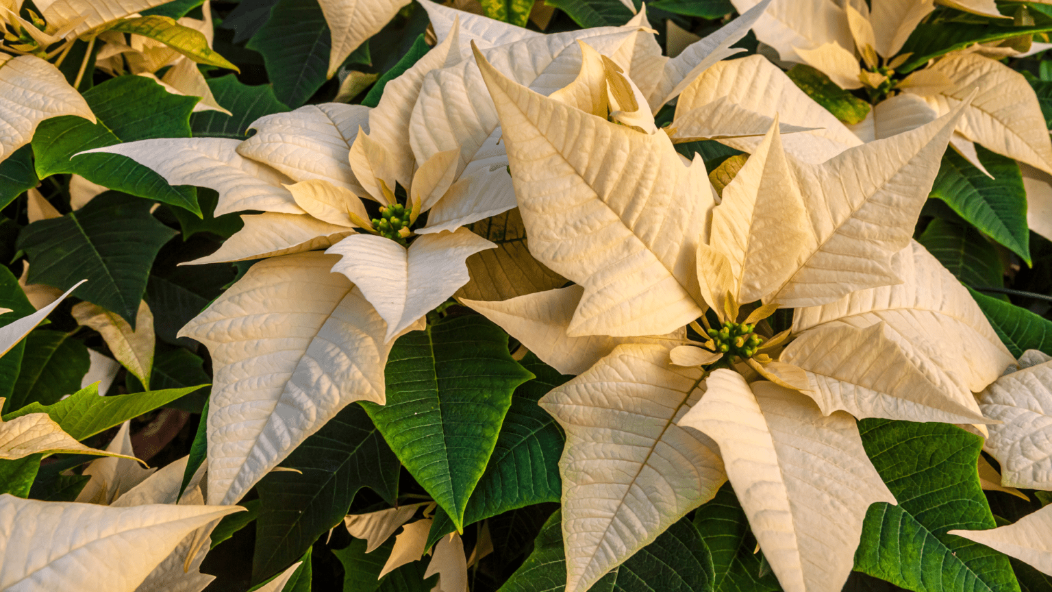 Why Are My Poinsettia Leaves Turning White at Maria Guffey blog