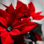Why Are My Poinsettia Leaves Falling Off? 11