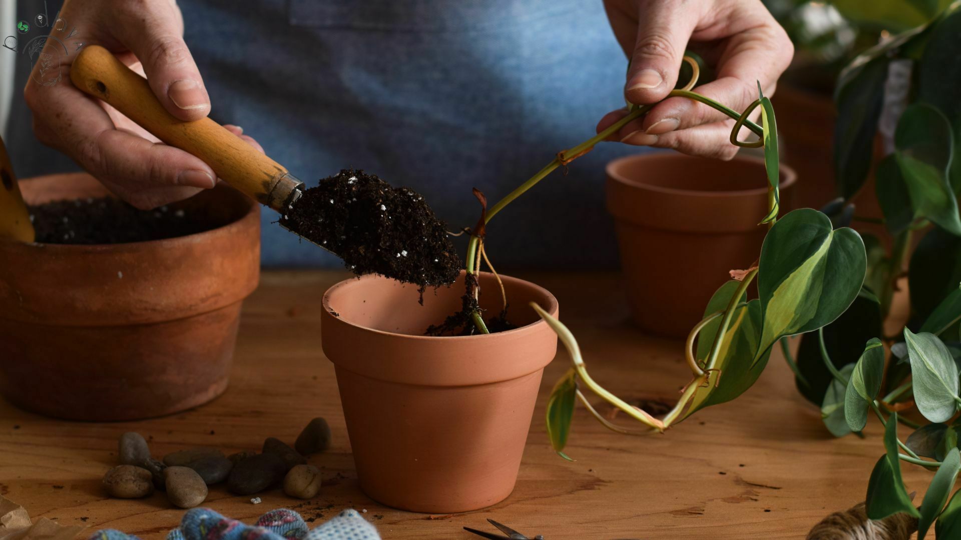 How to do Pothos Propagation with Our Expert Guide - podhya.com