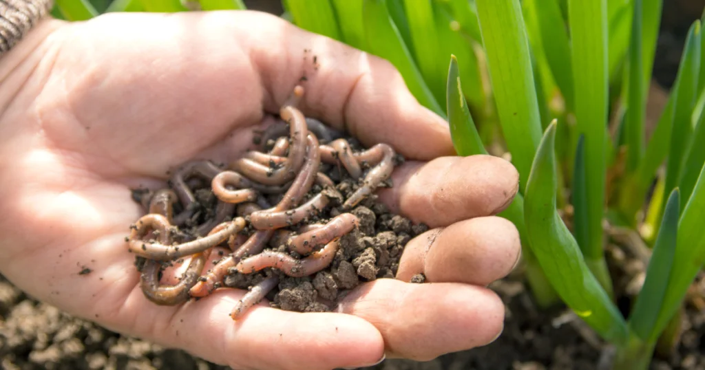 Garden Worms: The Unsung Heroes of Soil Health 4