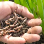 Garden Worms: The Unsung Heroes of Soil Health 12 garden worms