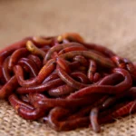 Garden Worms: The Unsung Heroes of Soil Health 9 Red Wigglers ground worms are really beneficial for soil