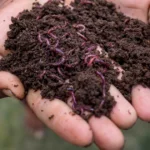 Garden Worms: The Unsung Heroes of Soil Health 8 garden worms in soil