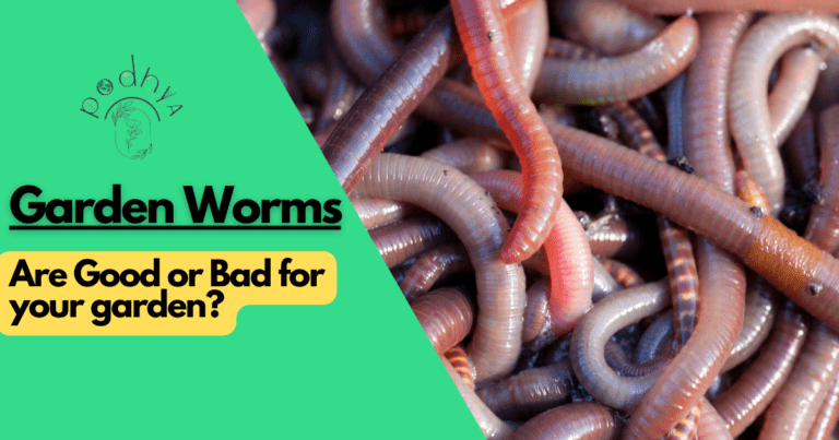 garden worms good or bad for garden?