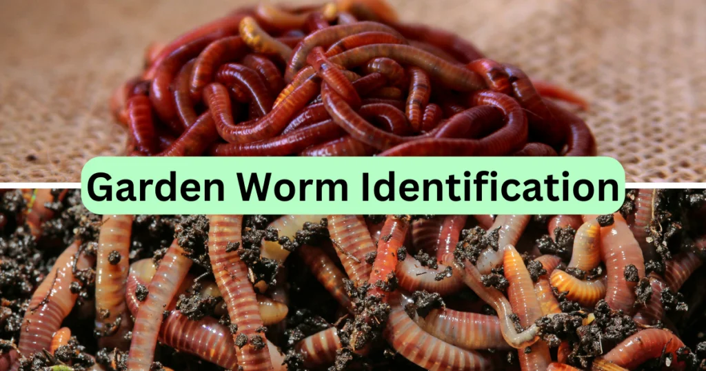 Garden Worms: The Unsung Heroes of Soil Health 3 garden worm identification