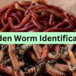 Garden Worms: The Unsung Heroes of Soil Health 11 garden worm identification