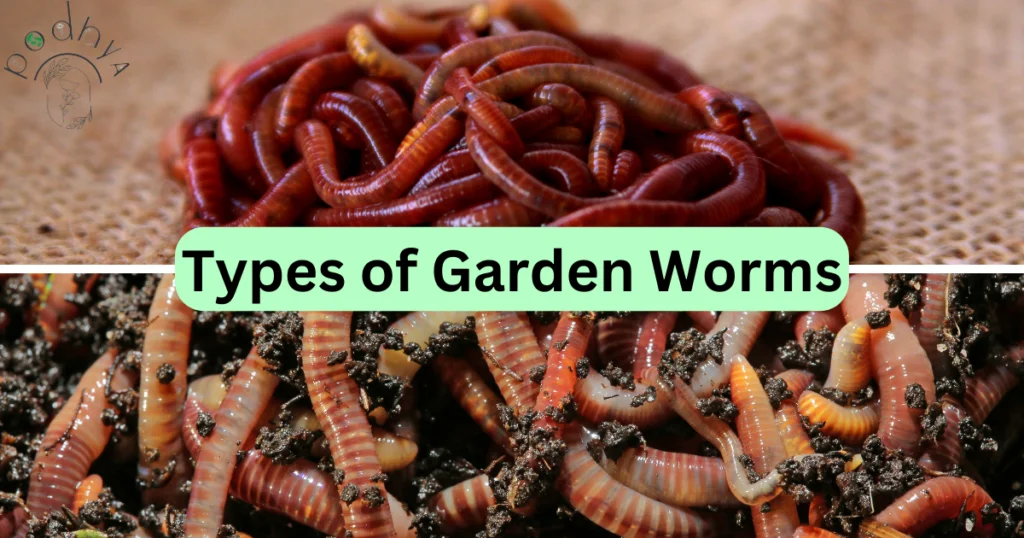 Garden Worms: The Unsung Heroes of Soil Health 5 types of garden worm