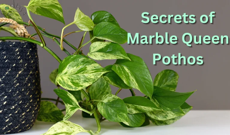 secrets of marbel queen pothos