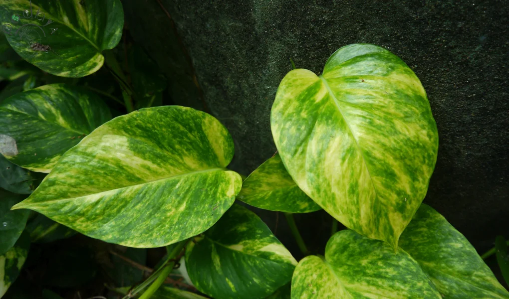 "10 Surprising Health Benefits of Pothos You Never Knew About!" 7 marble queen pothos