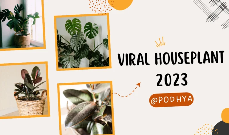 viral houseplant burgundy rubber tree, monstera plant