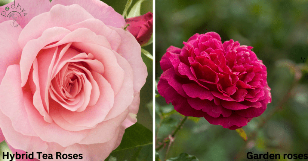 Secrets to Growing Gorgeous Garden Roses 10 Difference Between Garden Roses and Regular Roses by podhya
