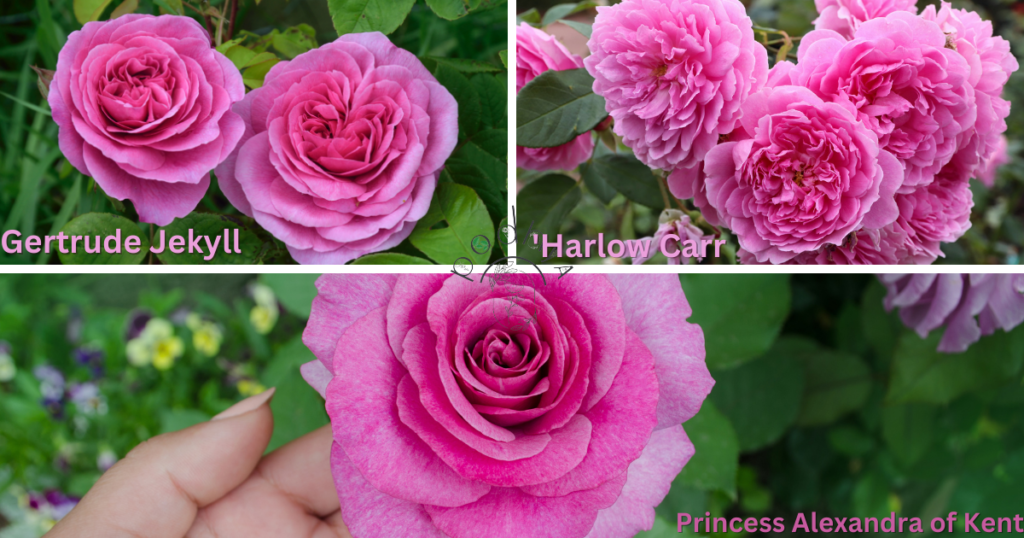 Secrets to Growing Gorgeous Garden Roses 3 Secrets to Growing Gorgeous Garden Roses