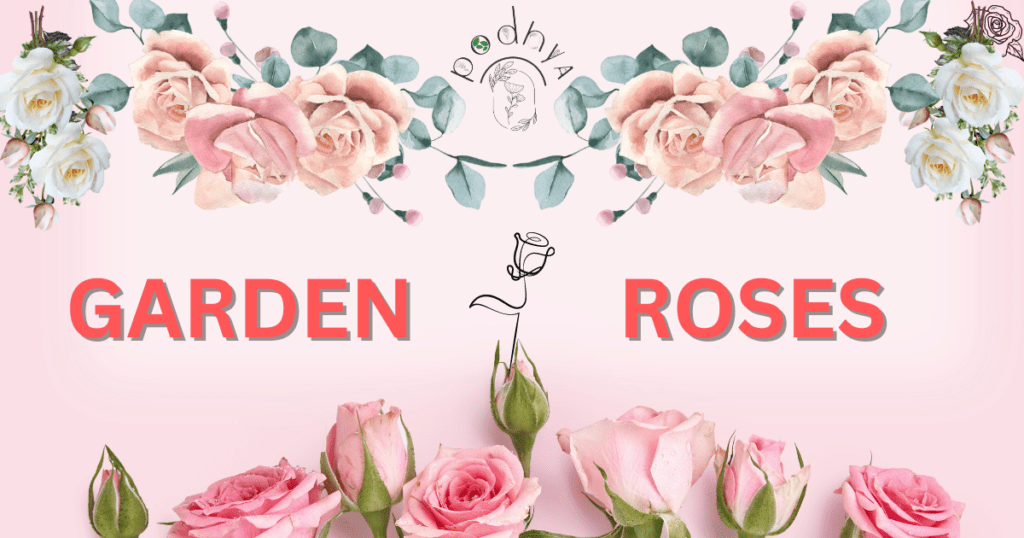 Secrets to Growing Gorgeous Garden Roses 2 Secrets to Growing Gorgeous Garden Roses
