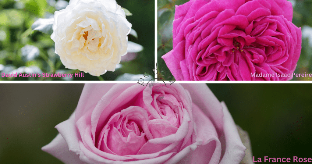 Secrets to Growing Gorgeous Garden Roses 4 David Austin's Strawberry Hill, Madame Isaac Pereire rose, La France