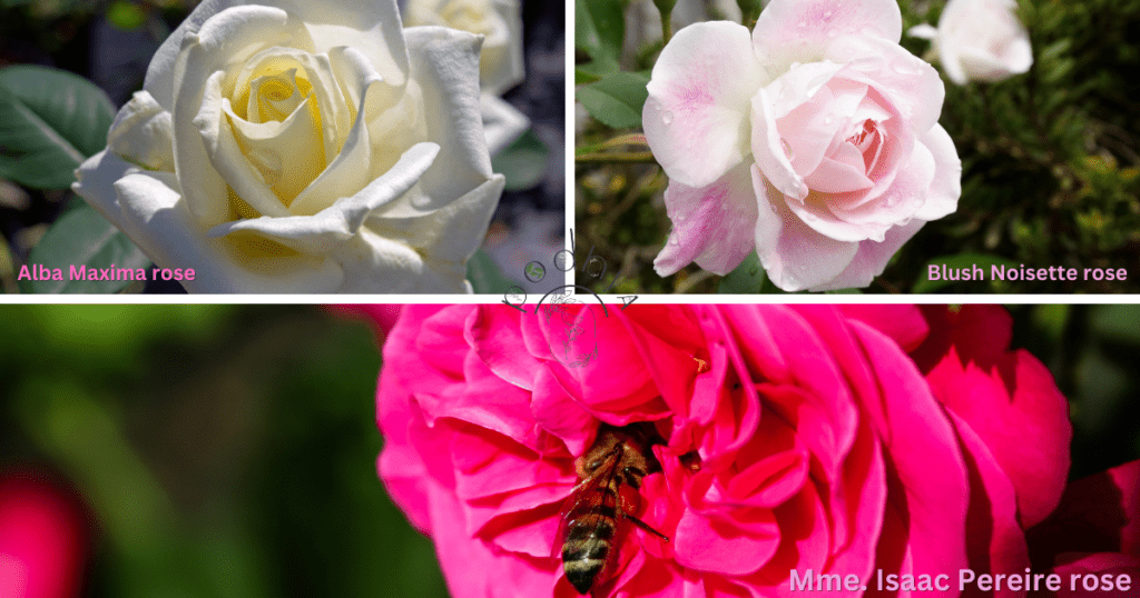 Secrets to Growing Gorgeous Garden Roses 5 'Alba Maxima,' 'Blush Noisette,' and 'Mme. Isaac Pereire' roses