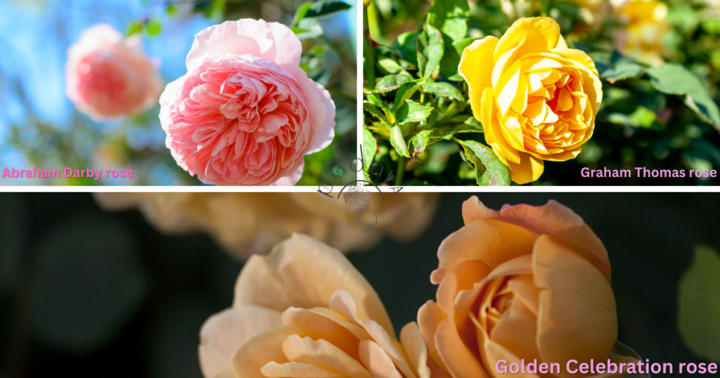 Secrets to Growing Gorgeous Garden Roses 6 English garden roses include 'Abraham Darby,' 'Graham Thomas,' and 'Golden Celebration.' by podhya