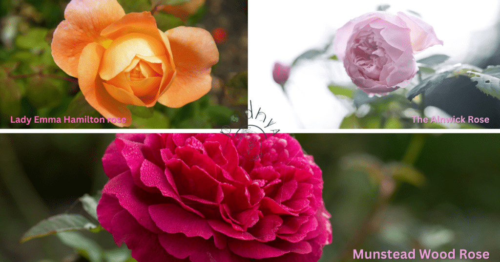 Secrets to Growing Gorgeous Garden Roses 7 'Lady Emma Hamilton,' 'The Alnwick Rose,' and 'Munstead Wood.'