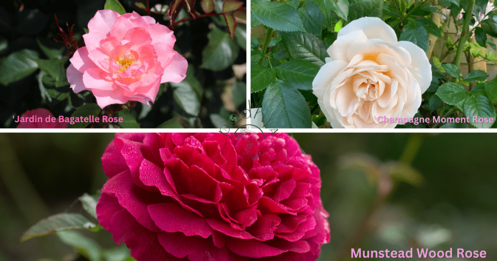 Secrets to Growing Gorgeous Garden Roses 8 blush garden roses include 'Jardin de Bagatelle,' 'Champagne Moment,' and 'Munstead Wood.' roses by podhya