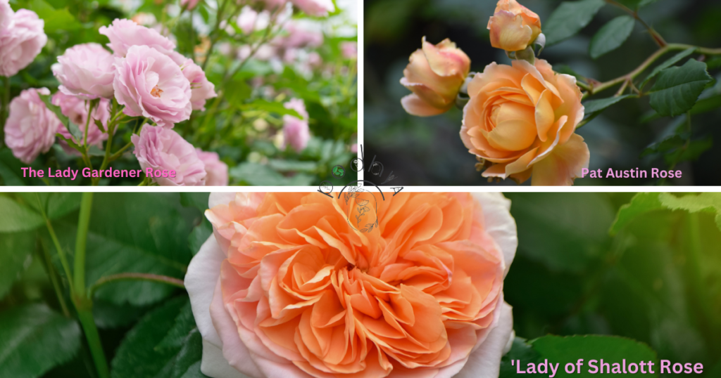 Secrets to Growing Gorgeous Garden Roses 9 peach garden roses include 'Pat Austin,' 'The Lady Gardener,' and 'Lady of Shalott.'