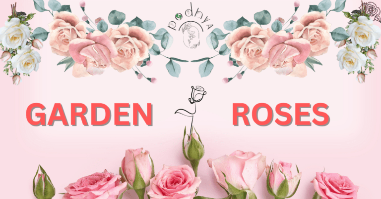 Secrets to Growing Gorgeous Garden Roses