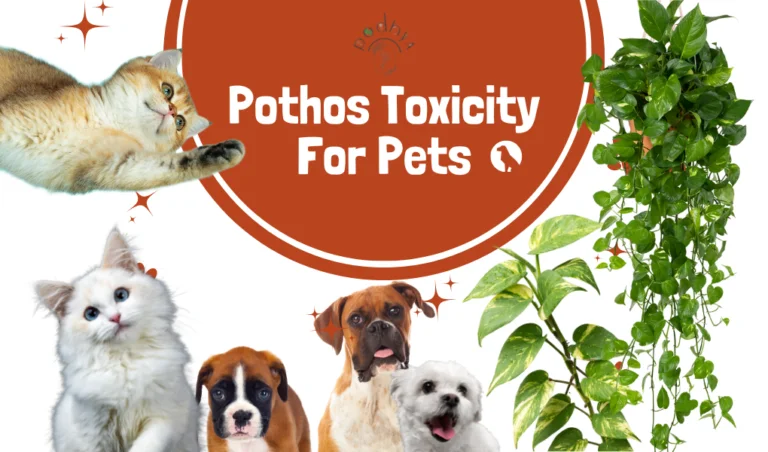 pothos toxicity for pets