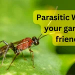 Parasitic Wasps: Natural Pest Control in Garden 12 organic pest control