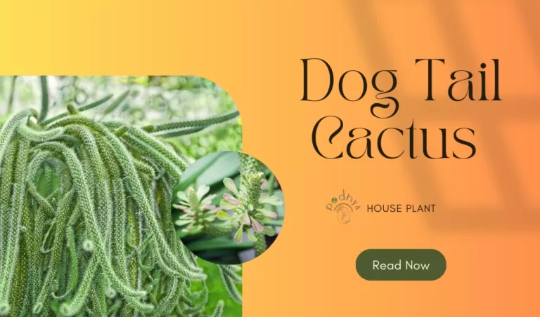 The Complete Dog Tail Cactus Care Guide