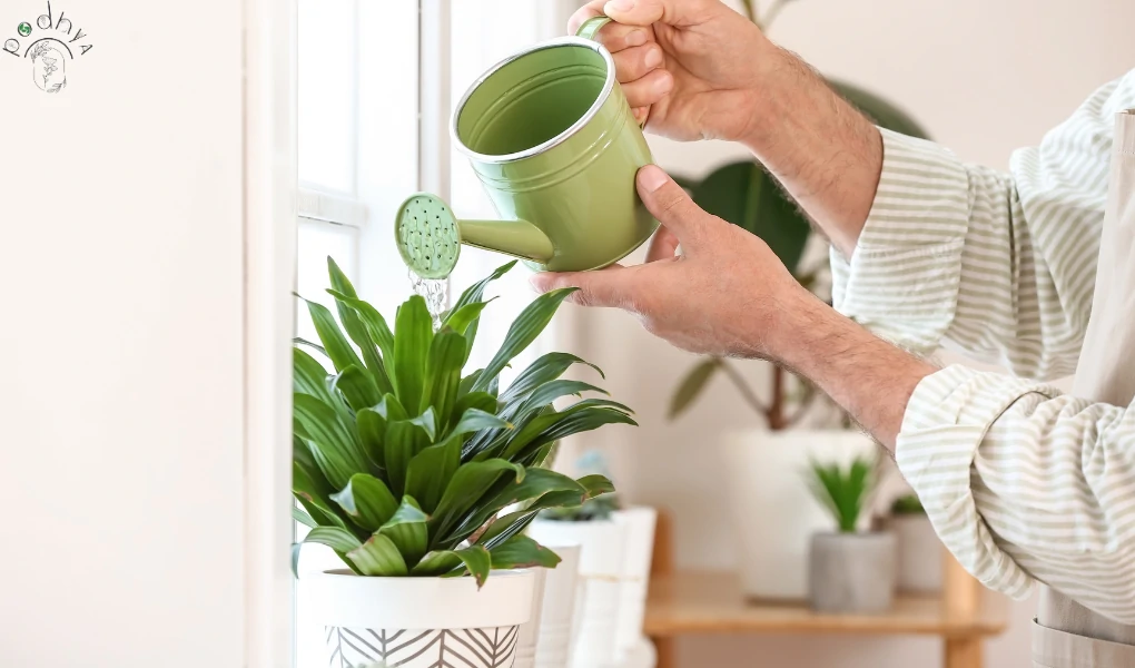 Best Plants for Small Gardens 14 Hurricane Fern water requirement