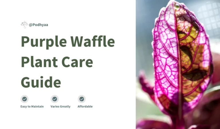 Purple Waffle Plant Care guide