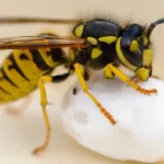 Parasitic Wasps: Natural Pest Control in Garden 15 Parasitic Wasps: Nature's Secret Weapon for Pest Control in Your Garden