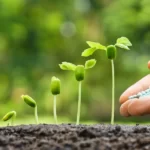 Hurricane Fern Care: A Comprehensive Guide 15 Hurricane Fern fertilization