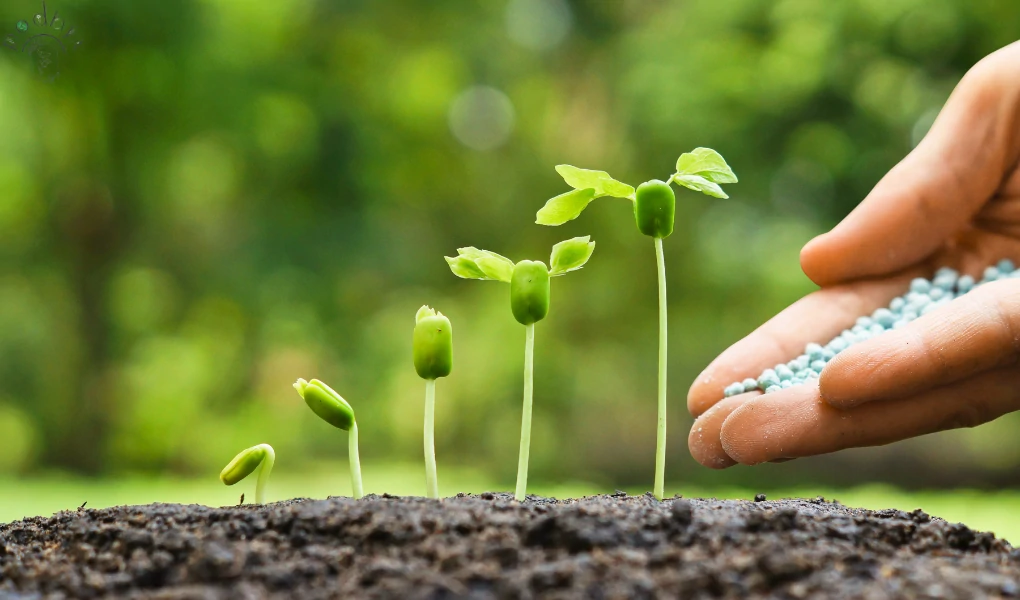 Hurricane Fern Care: A Comprehensive Guide 8 Hurricane Fern fertilization