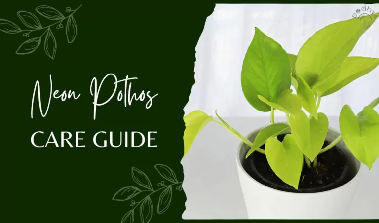 neon pothos care guide