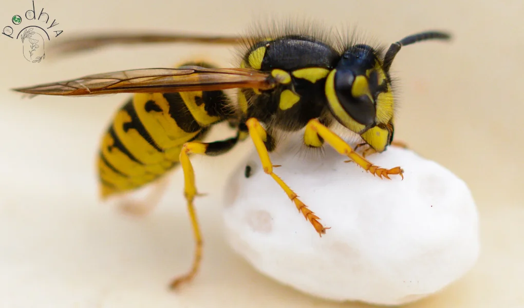 Parasitic Wasps: Natural Pest Control in Garden 2 Parasitic Wasps: Nature's Secret Weapon for Pest Control in Your Garden