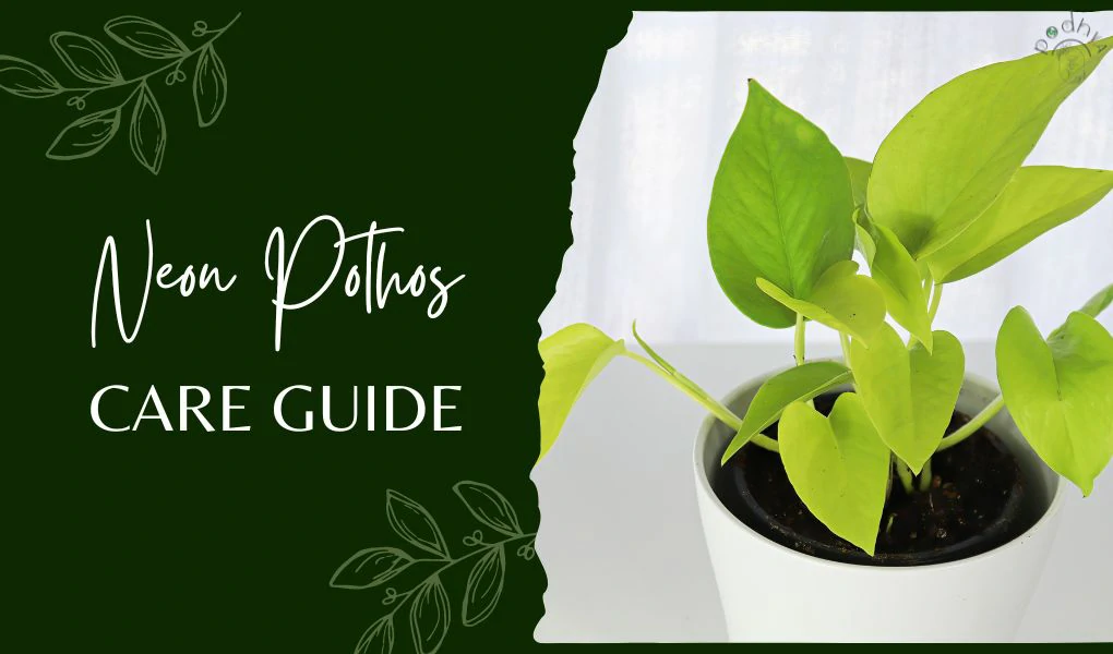 Neon Pothos: Care, Maintenance, and Propagation 1 neon pothos care guide
