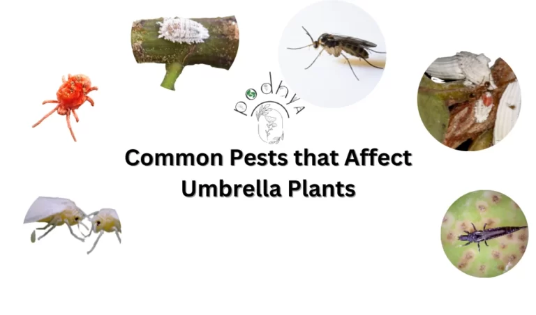 common pest on umbrella plant