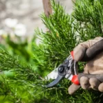 Hurricane Fern Care: A Comprehensive Guide 16 Hurricane Fern pruning