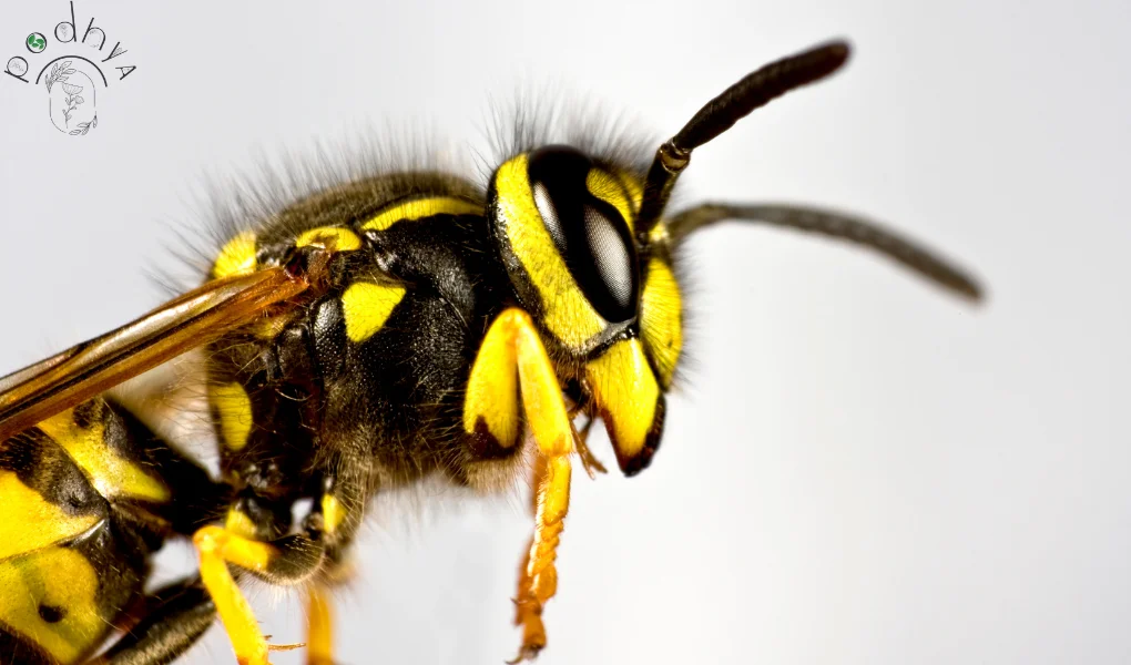 Parasitic Wasps: Natural Pest Control in Garden 11 Parasitic Wasps: Nature's Secret Weapon for Pest Control in Your Garden