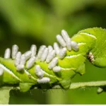 Parasitic Wasps: Natural Pest Control in Garden 16 Parasitic Wasps: Nature's Secret Weapon for Pest Control in Your Garden