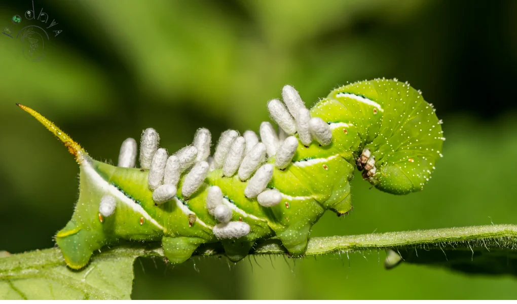Parasitic Wasps: Natural Pest Control in Garden 5 Parasitic Wasps: Nature's Secret Weapon for Pest Control in Your Garden