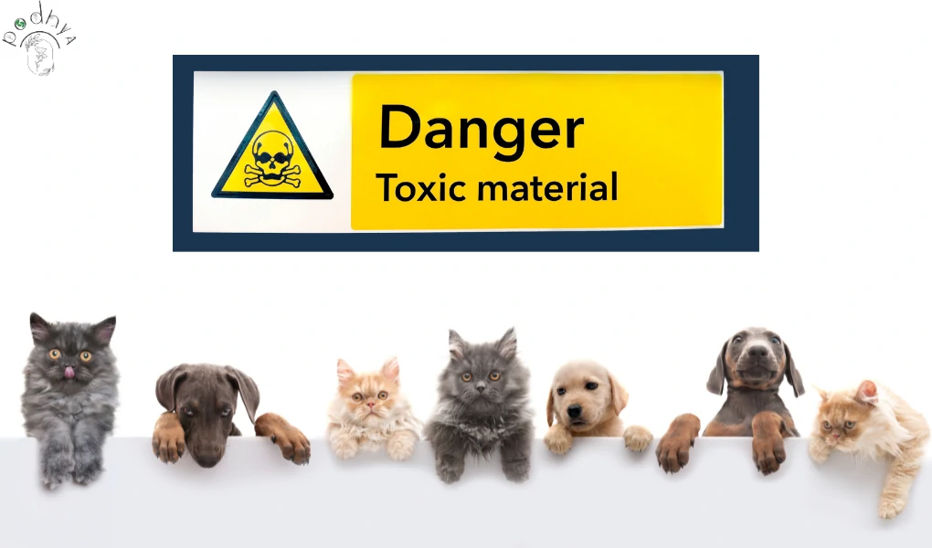 Hurricane Fern Care: A Comprehensive Guide 3 Hurricane Fern toxic to cats and dogs